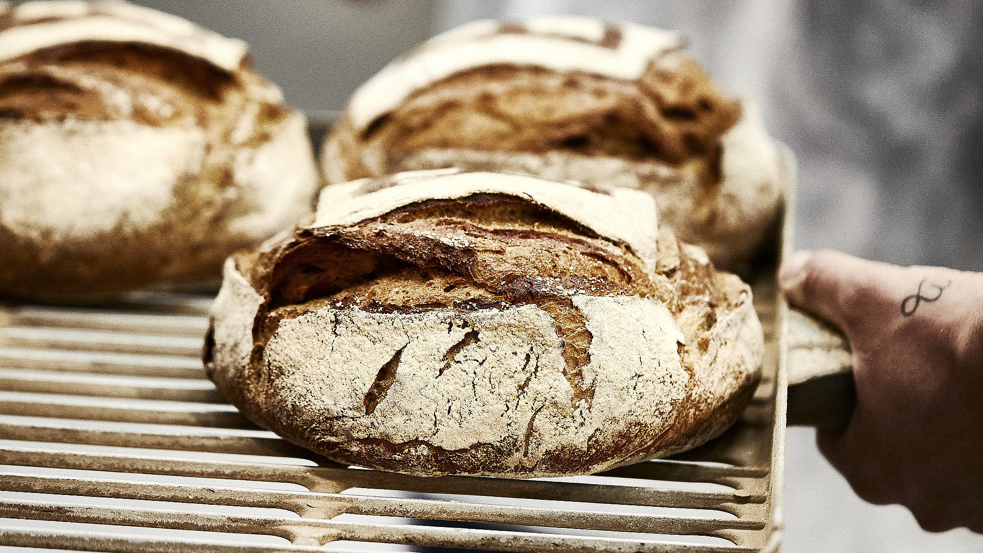 Drei Brote auf einem Backblech, das vermutlich in einen Ofen geschoben wird.