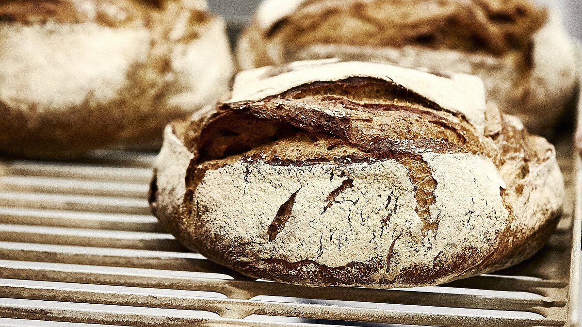 Drei Brote auf einem Backblech, das vermutlich in einen Ofen geschoben wird.