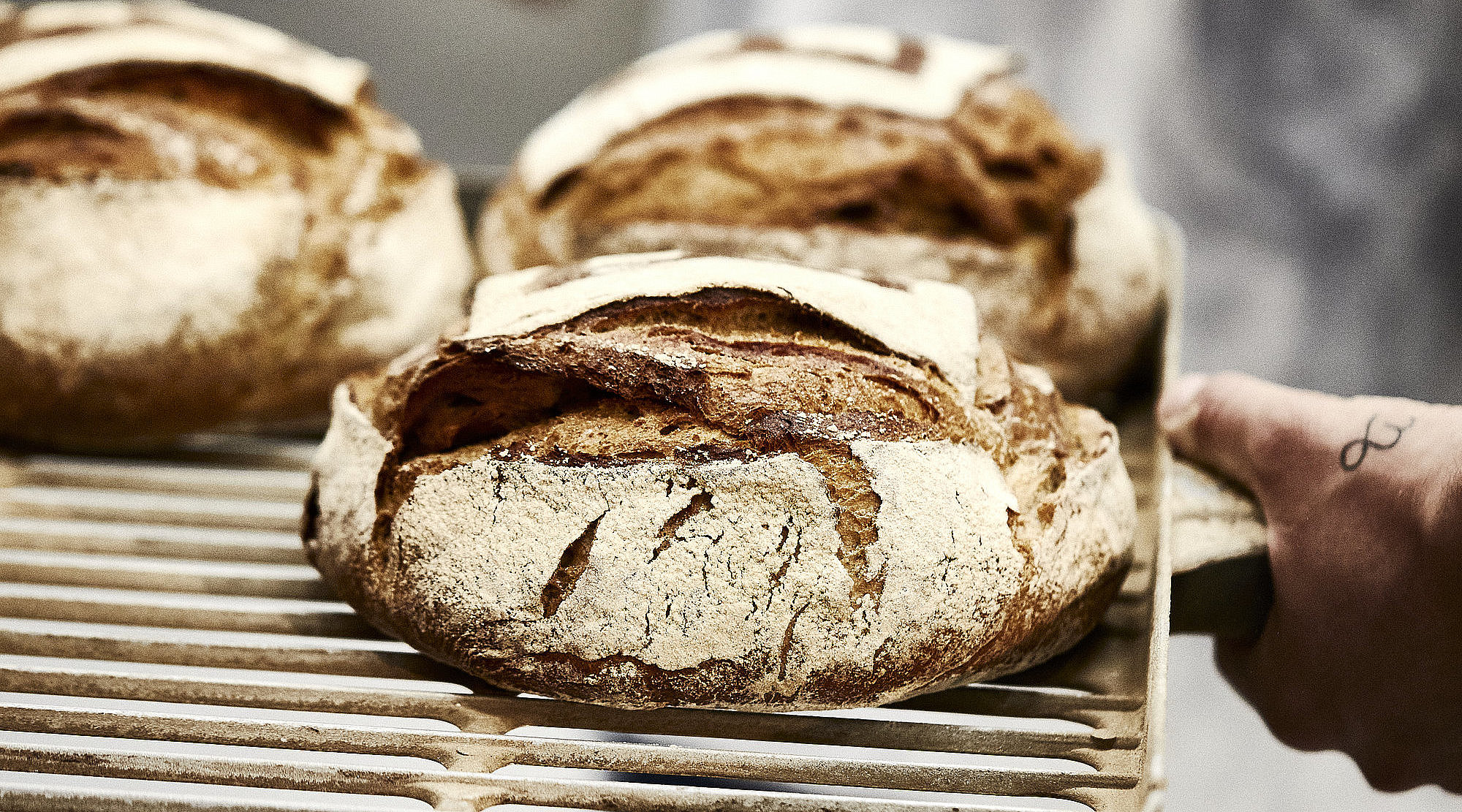 Drei Brote auf einem Backblech, das vermutlich in einen Ofen geschoben wird.